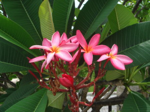 Frangipani Flowers