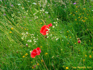 PoppyMeadow